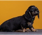 Small Photo #61 Dachshund Puppy For Sale in CROWLEY, TX, USA