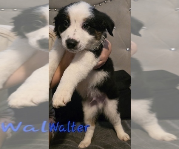 Medium Photo #1 Border-Aussie Puppy For Sale in ROY, UT, USA
