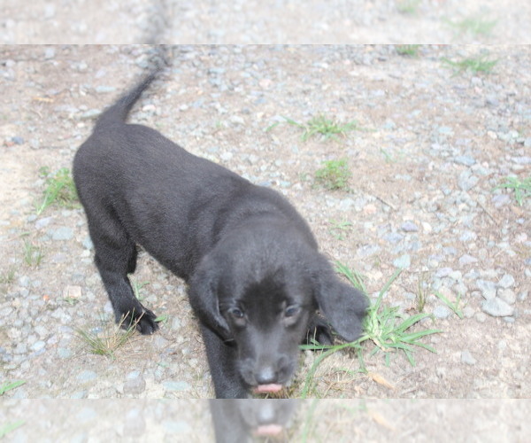 Medium Photo #3 Bernese Mountain Dog-Labrador Retriever Mix Puppy For Sale in BENNETT, NC, USA