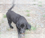 Small #2 Bernese Mountain Dog-Labrador Retriever Mix