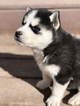 Small Photo #1 Siberian Husky Puppy For Sale in THORNTON, CO, USA