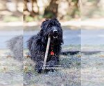 Small Photo #4 Labradoodle Puppy For Sale in McKinney, TX, USA