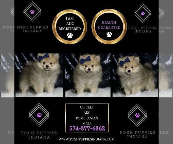 Medium Photo #22 Pomeranian Puppy For Sale in WARSAW, IN, USA