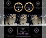 Small Photo #22 Pomeranian Puppy For Sale in WARSAW, IN, USA