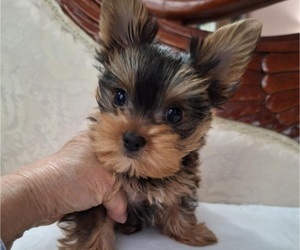 Yorkshire Terrier Puppy for sale in SAN ANTONIO, TX, USA