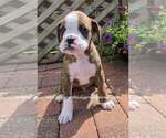 Small #6 Boxer