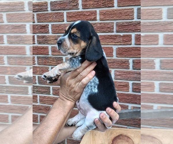 Medium Photo #24 Beagle Puppy For Sale in BLAIRSVILLE, GA, USA