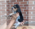 Small #23 Beagle