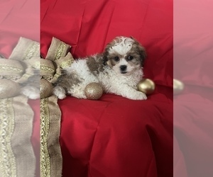 Bichon Frise-Shih-Poo Mix Puppy for sale in INDIANAPOLIS, IN, USA
