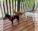 Small #2 Papillon Mix