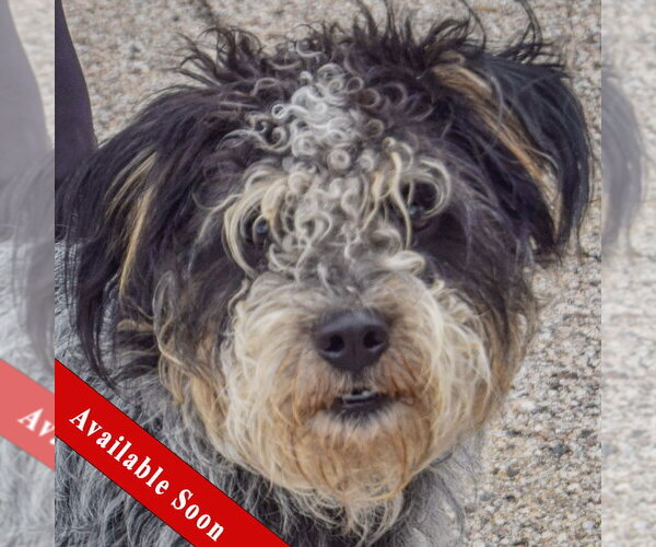 Medium Photo #1 Australian Shepherd-Unknown Mix Puppy For Sale in Huntley, IL, USA