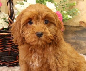 Cavapoo Puppy for Sale in JONES, Michigan USA