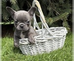 Small French Bulldog