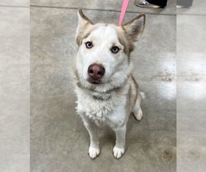 Siberian Husky Dogs for adoption in Pierceton , IN, USA