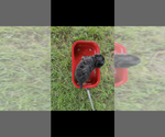 Small #2 Pomapoo (Toy)