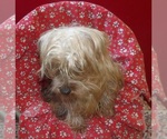 Small #1 Yorkshire Terrier
