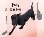 Polly Darton - Female Labrador Retriever-Unknown Mix Dog for Adoption - Small photo