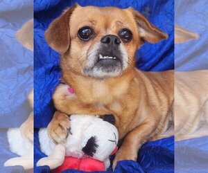 Pekehund Dogs for adoption in Cuba, NY, USA