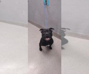 American Pit Bull Terrier-Unknown Mix Dogs for adoption in Las Vegas, NV, USA