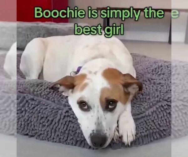 Medium Photo #11 Mutt Puppy For Sale in Boonton, NJ, USA