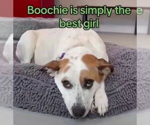 Boochie TX - Female Mutt Dog for Adoption - Photo #11