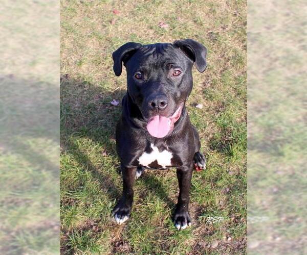 Medium Photo #2 Mutt Puppy For Sale in Fort Wayne, IN, USA