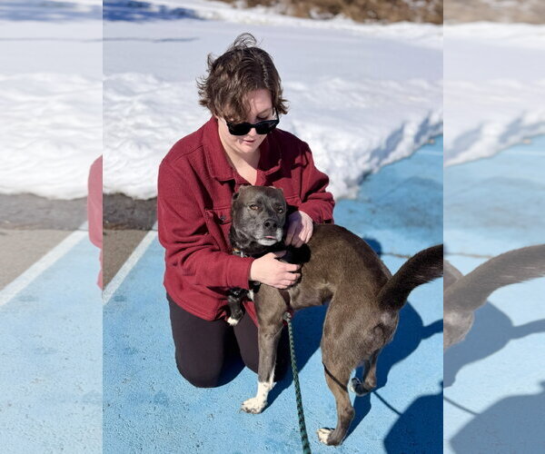 Medium Photo #4 Siberian Husky-Unknown Mix Puppy For Sale in West Cornwall, CT, USA