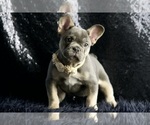 Puppy Twilight AKC French Bulldog