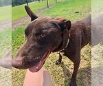 Small #5 Great Dane-Labrador Retriever Mix
