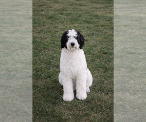 Father of the Bernedoodle (Miniature) puppies born on 02/25/2026