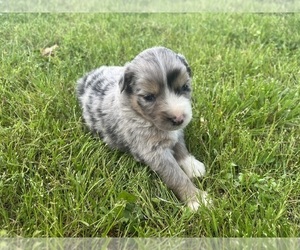 Miniature Australian Shepherd Puppy for sale in GREENBRIER, AR, USA