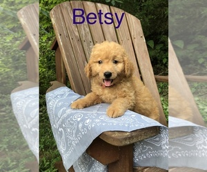 Goldendoodle (Miniature) Puppy for Sale in BURKESVILLE, Kentucky USA