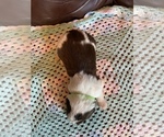 Small Photo #3 Bordoodle Puppy For Sale in UNICOI, TN, USA