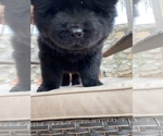Small Photo #4 Chow Chow Puppy For Sale in EL PASO, TX, USA