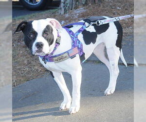 American Staffordshire Terrier-Unknown Mix Dogs for adoption in Lake Wylie, SC, USA