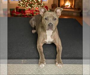 American Staffordshire Terrier-Unknown Mix Dogs for adoption in New Oxford , PA, USA