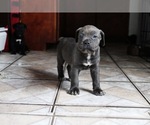 Small Photo #10 Cane Corso Puppy For Sale in PALMDALE, CA, USA