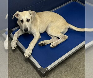 Great Pyrenees-Unknown Mix Dogs for adoption in Sterling, MA, USA