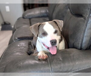 Mutt Dogs for adoption in Boston, MA, USA