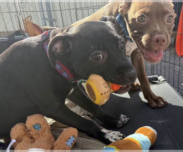 Medium Photo #5 Labrador Retriever-Unknown Mix Puppy For Sale in Sanford, FL, USA