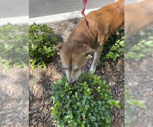 Labrador Retriever-Unknown Mix Dogs for adoption in St. Cloud, FL, USA