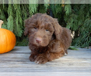Labradoodle Puppy for sale in MILLERSBURG, OH, USA
