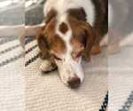 Small #18 Beagle