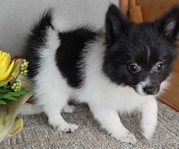 Medium Photo #1 Pomeranian Puppy For Sale in JASONVILLE, IN, USA