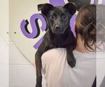 Small #3 Pug Mix