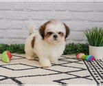 Small #11 Shih Tzu