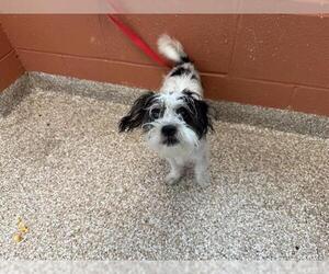 Mutt Dogs for adoption in Pueblo, CO, USA