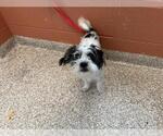 Small Mutt