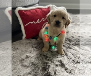 Golden Retriever Puppy for sale in ADDISON, IL, USA