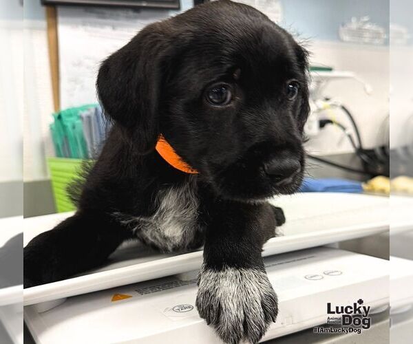 Medium Photo #2 Labrador Retriever-Unknown Mix Puppy For Sale in Washington, DC, USA